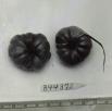 Click for 1 image(s) for this accession. FRUIT